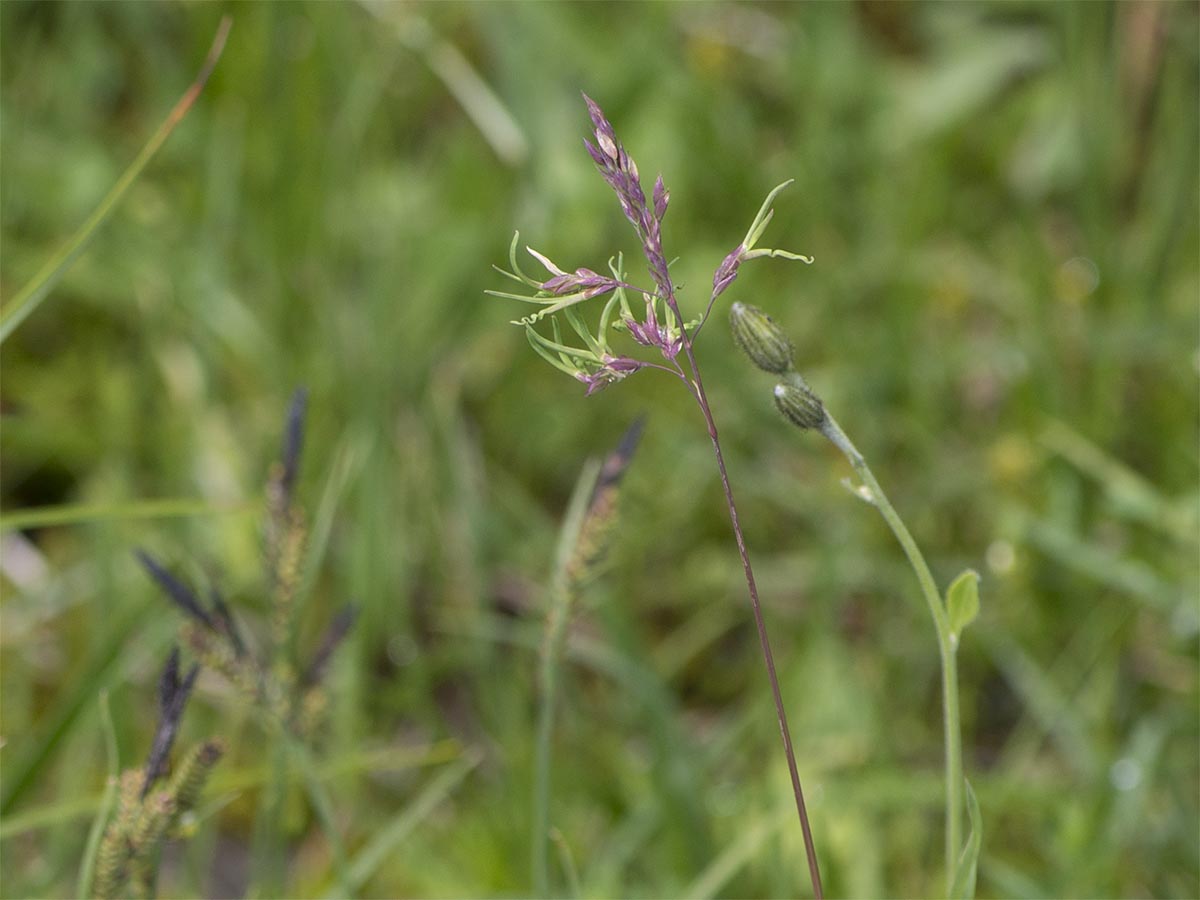 Poa alpina